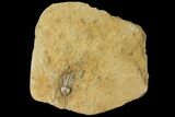 Multiple Crinoid & Bryozoan Fossil Plate - Anna, Illinois #94765-1